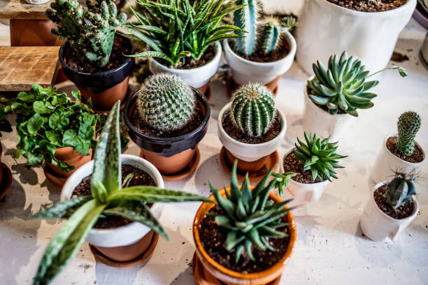 istock House indoor plants collection. Succulent and cactus in different pots on white background 1038853944