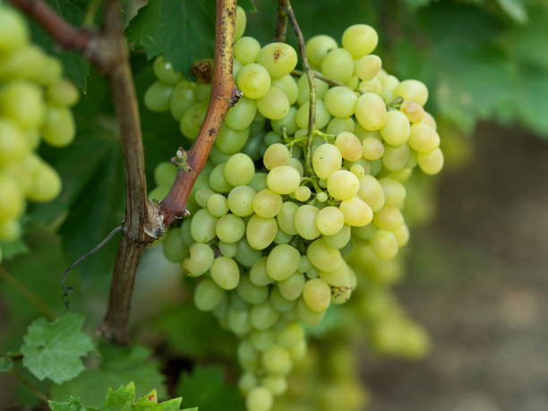 istock grapes on vine stock at wine yard 1038854600