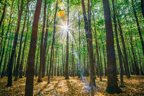 istock autumn forest trees. nature gold wood sunlight backgrounds. 1038856796