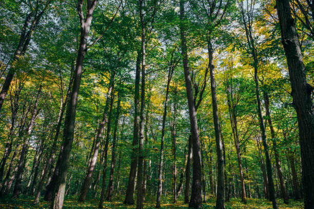 istock autumn forest trees. nature gold wood sunlight backgrounds. 1038859844