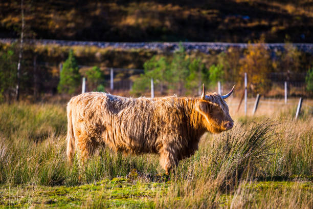 istock Highland cattle in Scottish countryside 1038860376
