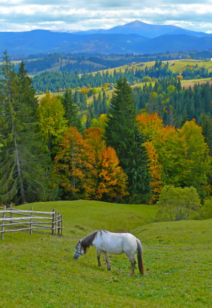 istock Autumn landscape. Carpathian mountains, Ukraine. 1038863980