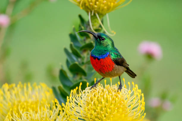 istock Double collard sunbird sitting on a yellow pincushion protea 1038868442