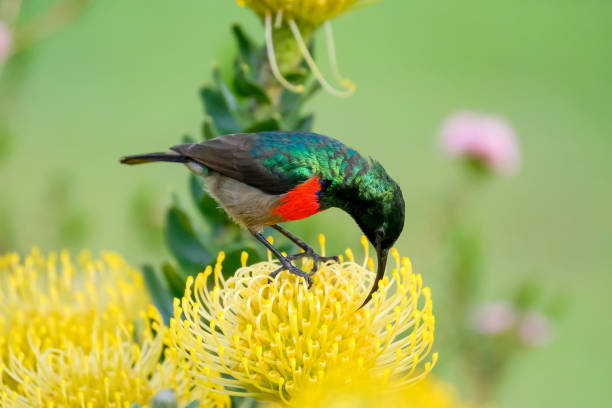 istock Double collard sunbird sitting on a yellow pincushion protea 1038868966