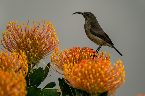 Double collard sunbird sitting on an orange pincushion protea