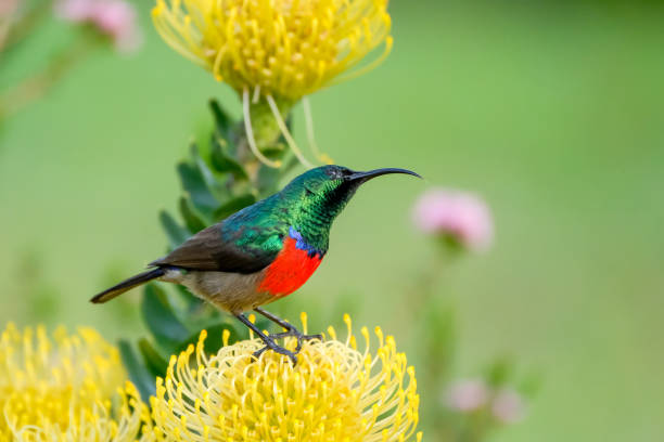 istock Double collard sunbird sitting on a yellow pincushion protea 1038870376