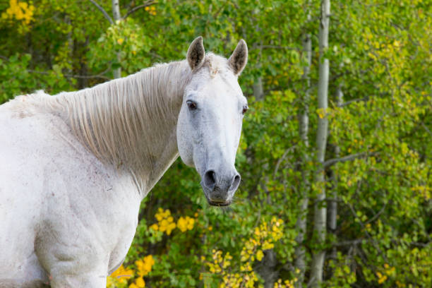 A close-up image of a white quarter horse. Taken near Red Deer, Alberta