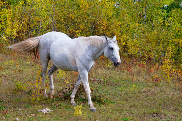 istock White Quarter Horse 1038875990