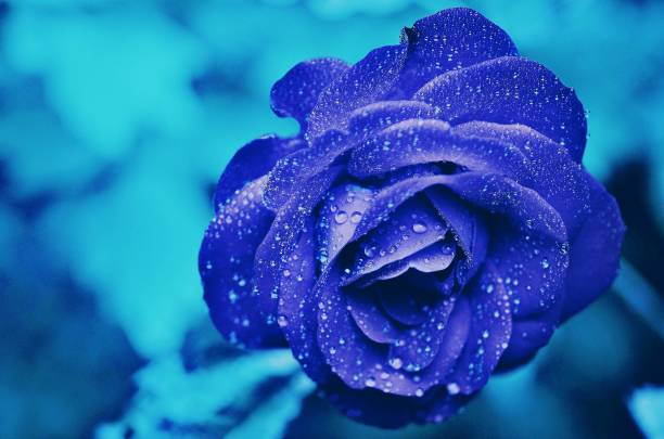 400+ Beautiful Underwater Blue Rose Stock Photos and Royalty-Free