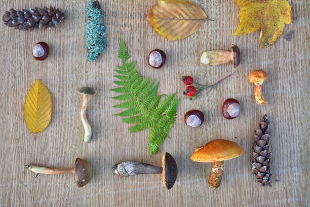 istock Flat lay composition of edible forest mushrooms, leaves, conkers and cones 1038885736