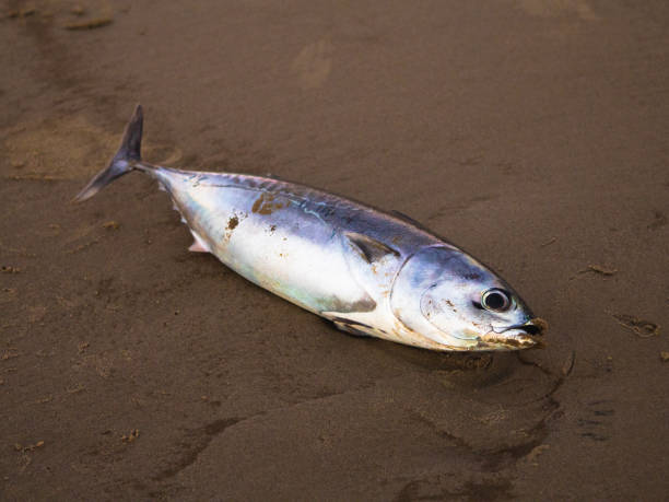 istock Dead Fish on the Beach Sand 1038887240