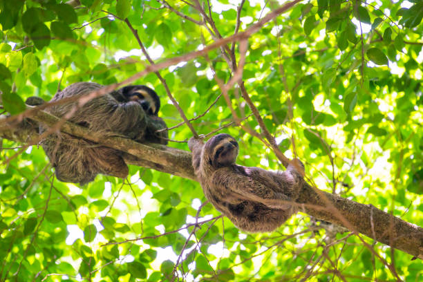 a three-toed sloth mother with its youngling up in a tree - bocas del toro imagens e fotografias de stock