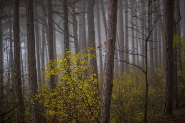 misty morning in the forest