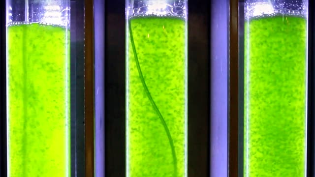 Photobioreactor in Algae fuel biofuel industry .