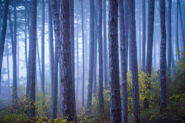 misty morning in the forest