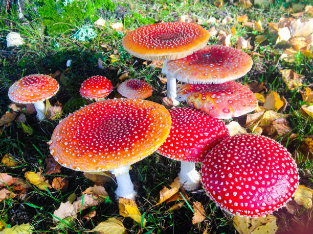 istock Magical little red mushroom garden in autumn 1038908014