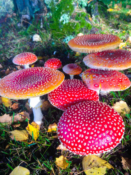 istock Magical little red mushroom garden 1038908578