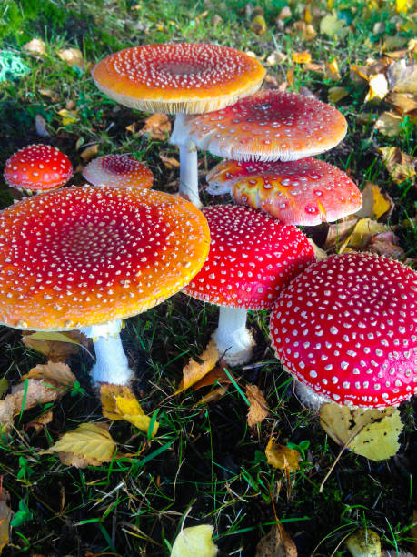 istock Mystical red mushrooms on ground in autumn 1038909472
