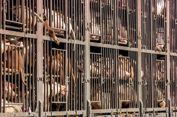 istock On their way to the slaughterhouse 1038916660