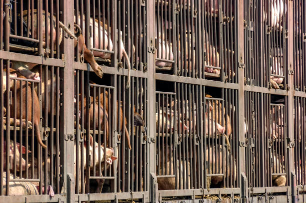 On their way to the slaughterhouse Caged pigs in a Chinese animal truck transportation cage stock pictures, royalty-free photos & images