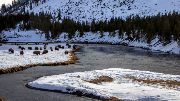 Bison in Winter stock photo