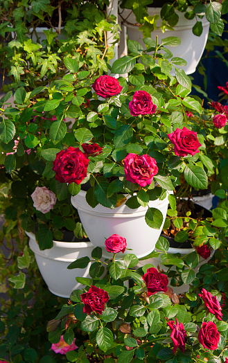 lots of flower pots with roses