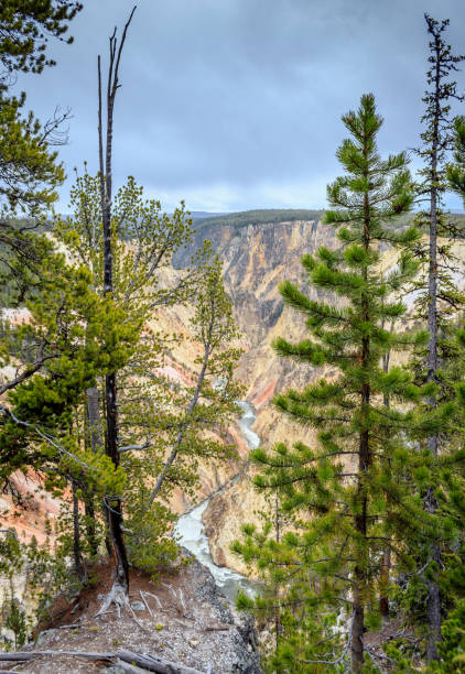 Grand Canyon of the Yellowstone stock photo