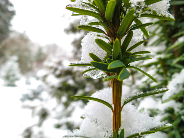 Green leaves of evergreen yew Taxus baccata Fastigiata Aurea are covered with snow Early snowfall. Green leaves of evergreen yew Taxus baccata Fastigiata Aurea are covered with snow. Blurred background of a winter garden with a bokeh taxus baccata fastigiata stock pictures, royalty-free photos & images