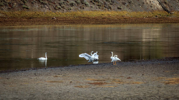 Riverside Swans stock photo