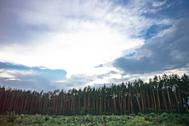 istock Beautiful evening landscape already with dark trees. Autumnal summer background for design 1038931532