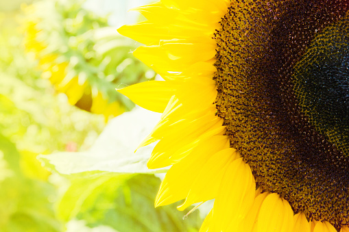 sunflower head stuffed with seeds on the background of the Sunny sky.