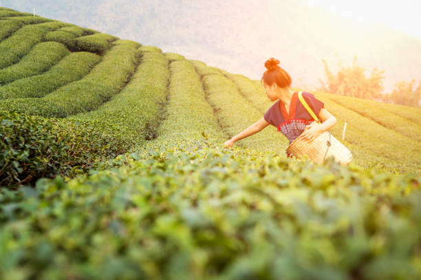istock Woman picking tea leaves in a tea plantation 1038944930