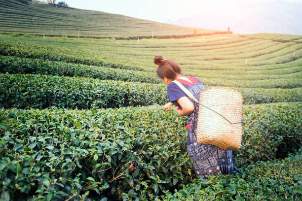 kobieta zbierająca liście herbaty na plantacji herbaty - tea crop tea leaves plantation farmer zdjęcia i obrazy z banku zdjęć
