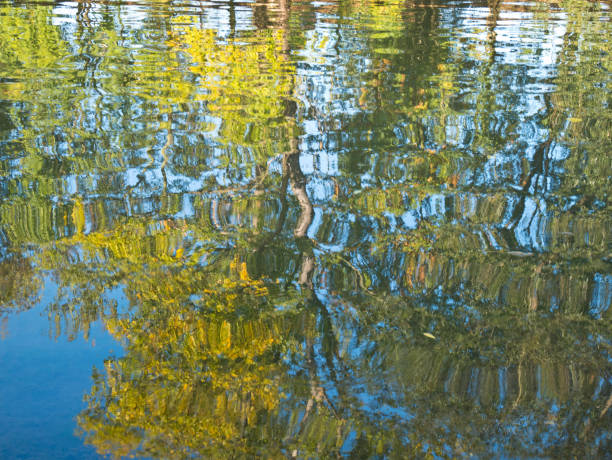 istock Reflection of trees on the water surface 1038949436
