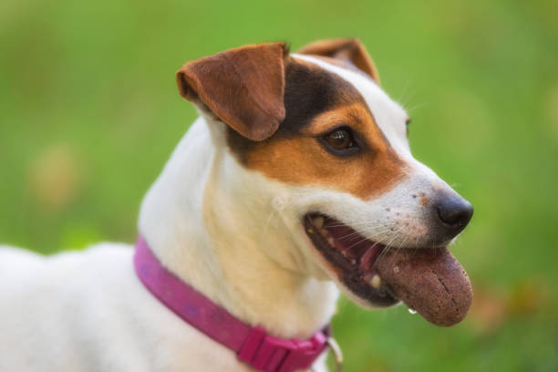 istock Jack Russell terrier dog in the park on grass meadow 1038959298