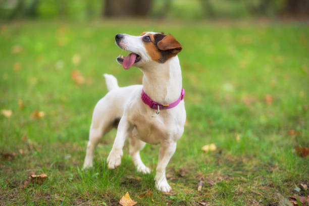 istock Jack Russell terrier dog in the park on grass meadow 1038959320