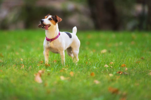 istock Jack Russell terrier dog in the park on grass meadow 1038960364