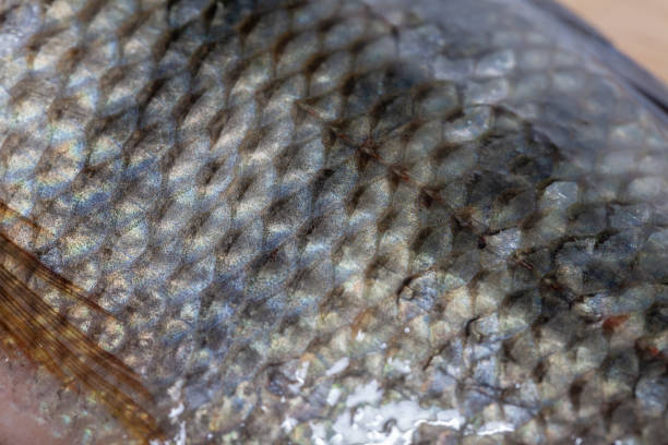 istock close up of Tilapia fish background texture 1038960970