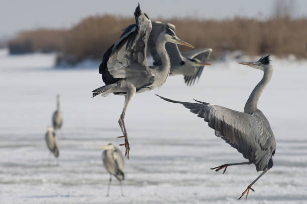 airone grigio in inverno - gray heron foto e immagini stock