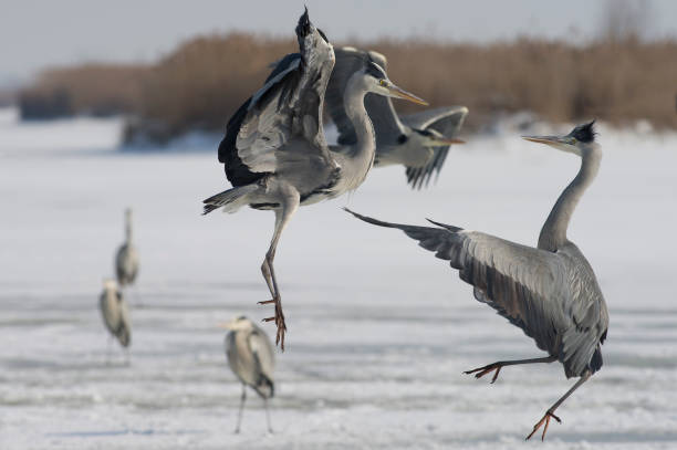 겨울에 회색 헤론 - gray heron 뉴스 사진 이미지