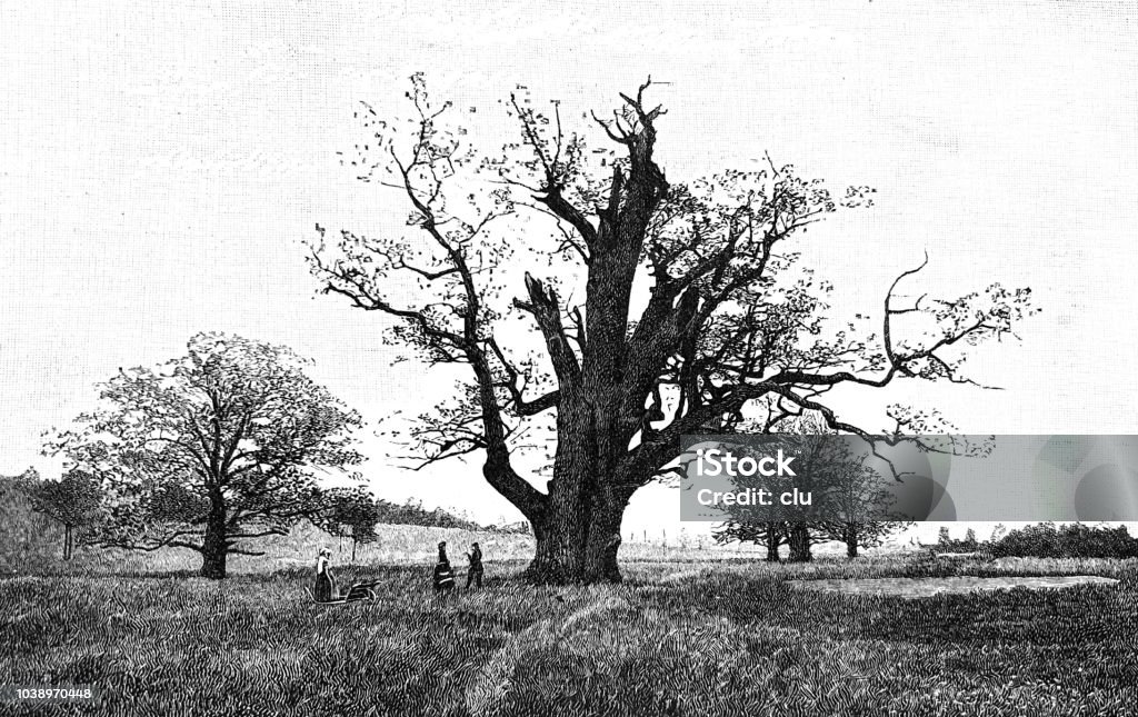 Germany's Strange Trees: destroyed Oak Illustration from 19th century Oak Tree stock illustration