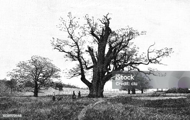 Germanys Strange Trees Destroyed Oak Stock Illustration - Download Image Now - Oak Tree, 19th Century, 19th Century Style