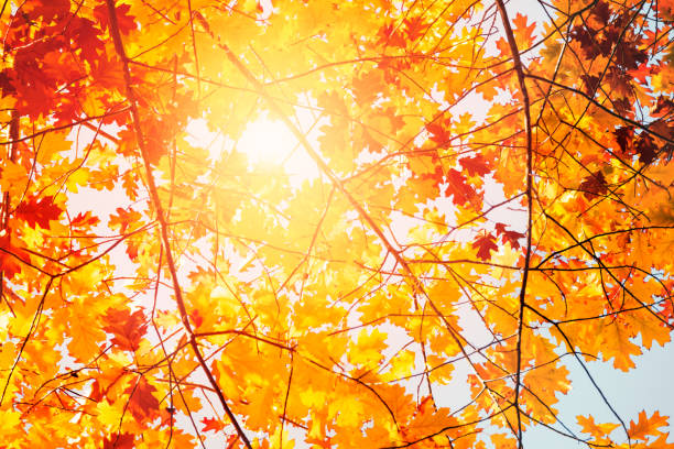 istock Colorful autumn leaves 1038970588