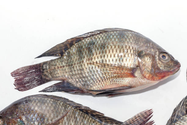 istock close up of Tilapia fish on white background 1038971404