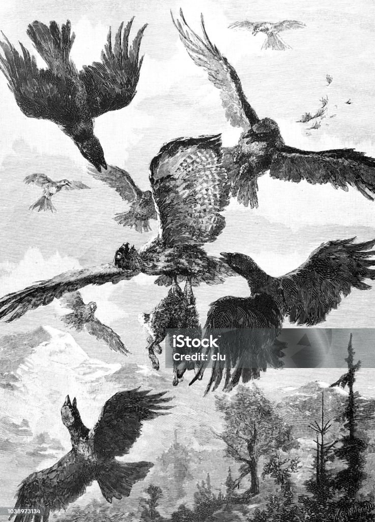 Battle for prey between birds in the clouds Illustration from 19th century Cartoon stock illustration