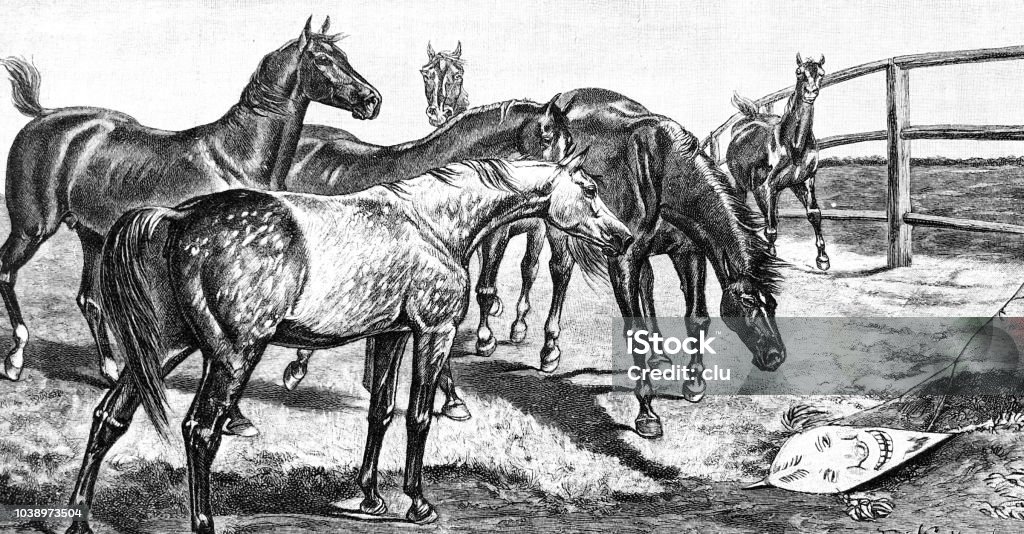 A child dragon lands in a horse paddock Illustration from 19th century 1890-1899 stock illustration