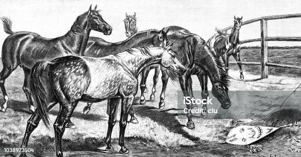 A Child Dragon Lands In A Horse Paddock Stock Illustration - Download Image Now - 1890-1899, 19th Century, 19th Century Style