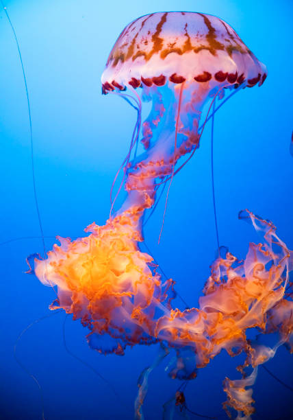istock Purple-Striped Jellyfish Floating in Water 1038974556
