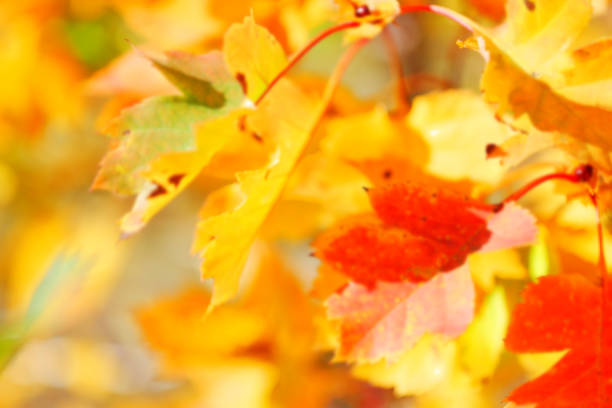 defocused autumn yellow and red leaves blurred background