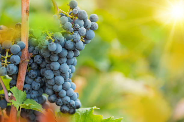 istock Bunch of grapes on a vineyard during sunset. 1038980942